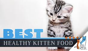 11 Best Kitten Foods With Our Most Affordable Pick 2019 Guide
