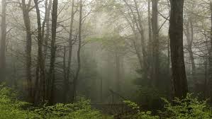 ‫غابة‬‎ ile ilgili görsel sonucu