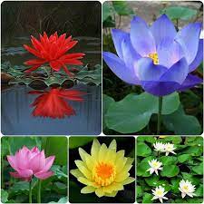 We did not find results for: Hudgle Lotus Flower Seeds Pack Of 15 Seeds Garden Lotus Flower 5 Types Seeds Amazon In Garden Outdoors