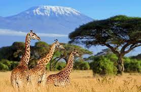 Come and get wild with us! Kenia Safari Abenteuer Und Traumstrande Am Indischen Ozean 8 Tage Lodgereise Auch Deutschsprachig Buchbar Afrika Reisen Safari Afrika Sudafrika Namibia Mit Afrikascout