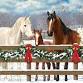 Christmas fun show & Clear round - Downclose Stables, Downclose Ln Event Image