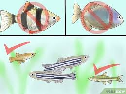 Maybe you would like to learn more about one of these? How To Care For Zebra Danios 9 Steps With Pictures Wikihow