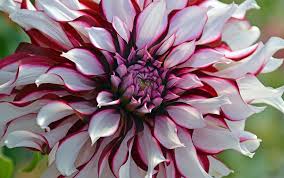 David Domoney S Top 3 Gardening Jobs To Do In July Garden Calendar Globe Flower Planting Bulbs