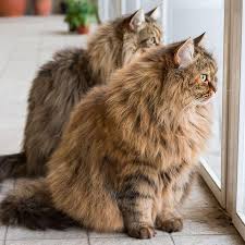 Longhaired cats' benefit from routine bathe and blow dry. Hairball Management For Cats Mud Bay