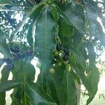 Image result for Rauvolfia vomitoria