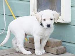 Find a great bend oregon dog breeder at dogbreederdirectory.com. Bend Oregon White Labradors Riverforks Labrador Retrievers