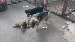 cupid amber suchen ein zuhause susse tiere lustige hunde spielen kampfen animals cute susse tiere hunde in not tiere