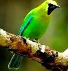 Foto Burung Cucak Hijau Bird Animals Pets