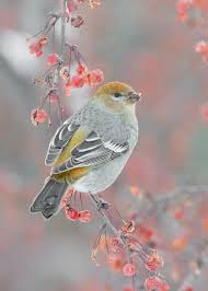 Bird On The Run Pittsburgh Durbec Des Sapins Femelle Pinicola Enucleator Pine Grosbeak Minnesota Birds