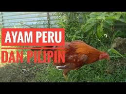 We did not find results for: Download Ayam Peru Dan Pilipin In Mp4 And 3gp Codedwap