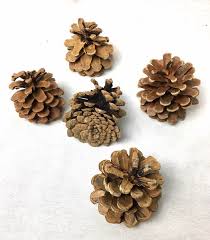 Un site avec des milliers de référence (35 000) et surtout qui s'adresse aussi bien aux novices qu'aux experts et qu'aux. Vegetaux Frais Seches Et Artificiels Pommes De Pin Par 5 Materiel D Art Floral Et Conseils Pour La Decoration Florale