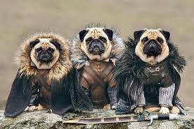 Pugs are a brachycephalic breed, so it's important to find a costume that does not hinder their breathing. 30 Pugs In Halloween Costumes To Warm Your Dark Spooky Soul