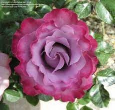 Angel face rose, ruffled mauve floribunda rose pictured in susan's garden. Today S Bloom Is Floribunda Rose Angel Face Rosa Beautiful Flowers Beautiful Roses Flowers
