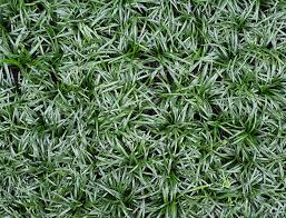 Image result for Ophiopogon