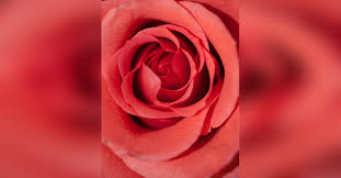 Obituary information for Shania L. Pacheco