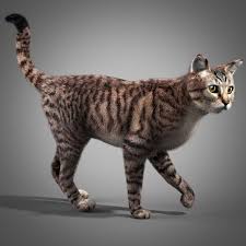 3d Model Cat Fur Cat Fur Cats Cat Model