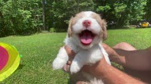 He was saved by brave activists from chinas dog meat trade…. Havapoo Puppies In North Carolina Top 3 Breeders 2021 We Love Doodles