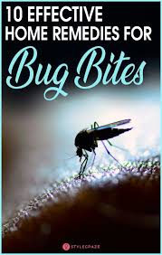 Pin On Bug