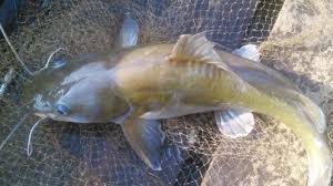 Tak hanya itu saja, ikan baung juga termasuk omnivora (pemakan segalanya), sehingga umpan mancing ikan baung mudah untuk dibuat, berikut beberapa racikan umpan ikan. Anim Agro Technology Ikan Baung Apa Hebatnya