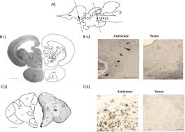 Tng sdn bhd is committed to provide best quality sand in malaysia, at klang valley , and for your convenience we will soon open more hardware stores in kuala lumpur. Chronic Social Defeat Stress Up Regulates Spexin In The Brain Of Nile Tilapia Oreochromis Niloticus Scientific Reports