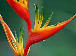 Heliconia Bird Of Paradise Plant Varieties Pin On All Things Aloha