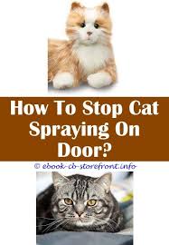There are lots of cat repellents and scarers available from ultrasonic repellers, to pellets soaked in real lions dung. 12 Awe Inspiring Cat Spray Remover Furniture Toxoplasmosis Admirable