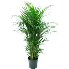 The Areca Palm Is A Lovely Houseplant To Have Because Of The Tropical Flare That The Feather Like Leaves Give Adding The A Palm Plant Live House Plants Plants