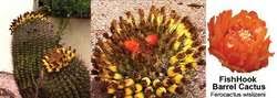 This cactus is found in hot. Fishhook Barrel Cactus Article About Fishhook Barrel Cactus By The Free Dictionary