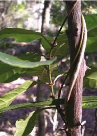 Image result for Raphionacme monteiroae