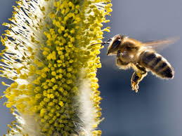 Tipps wie man bienen im eigenen garten ansiedelt. Bienen Im Garten Fruh Im Jahr Nahrung Bieten Wissen
