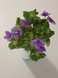 From dramatic trailing pothos vines to flowering african violets, and everything in between, these 20 houseplants are perfect for anyone who's looking to cultivate a green space indoors. African Violet Biscayne Trail All About African Violets