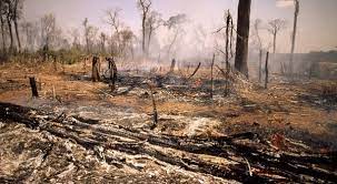 Huile de palme impact environnemental. Huile De Palme Quelles Consequences Sur La Deforestation