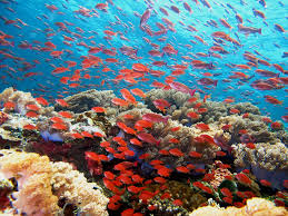 Coral Reef Succession National Geographic Society