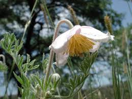 Image result for Aeollanthus parvifolius