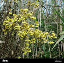 Image result for Helichrysum foetidum