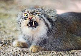 Второе название — палласов кот получил в честь п. Manul Kupit Pochtovuyu Otkrytku