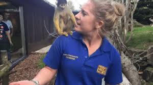Squirrel monkey, west virginia » clay. Baby Squirrel Monkey Named After Zookeeper Who Survived Adrenal Cancer