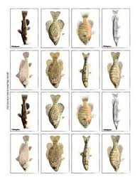 Dichotomous Key Worksheets Fish Identification And Key Building Lab Activity Dichotomouskey L Dichotomous Key Lab Activities Middle School Science Resources