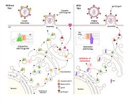 Image result for Infectivity