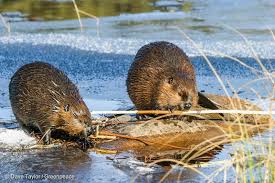 Beaver In Canadian Boreal Forest Greenpeace Usa