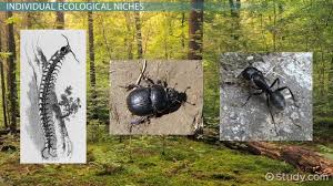 How Does Niche Partitioning Promote Biodiversity Study Com
