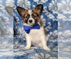 He is so sweet and perfect looking! Puppyfinder Com Papillon Puppies Puppies For Sale Near Me In Pennsylvania Usa Page 1 Displays 10