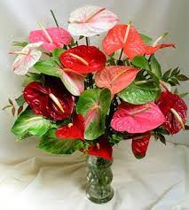 Check spelling or type a new query. Anthurium Bouquet Medley Puna Kamalii Flowers Inc