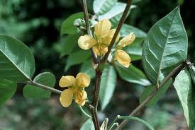 Image result for Senna occidentalis