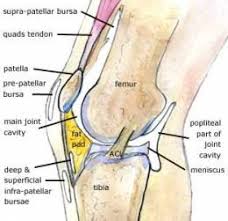 Image result for Prepatellar Bursa Injection