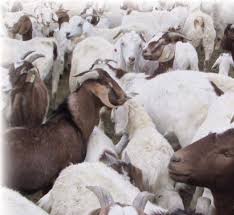 Woman cited after loose dogs kill goat in smithville. Http Sfp Ucdavis Edu Files 144873 Pdf
