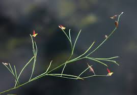 Image result for Crotalaria bongensis