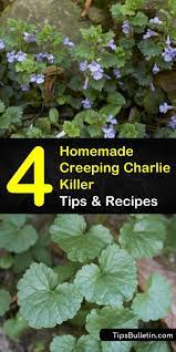 Borax contains boron, which is a mineral salt that all plants need at low. 4 Homemade Creeping Charlie Killer Tips And Recipes