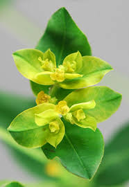 Image result for Euphorbia glanduligera