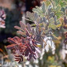 Image result for Acacia montigena